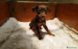 Pinscher Miniatura perros en venta: PINSCHER MINIATURA // CRIA SELECTA Y ÚNICA  - Anuncio 3