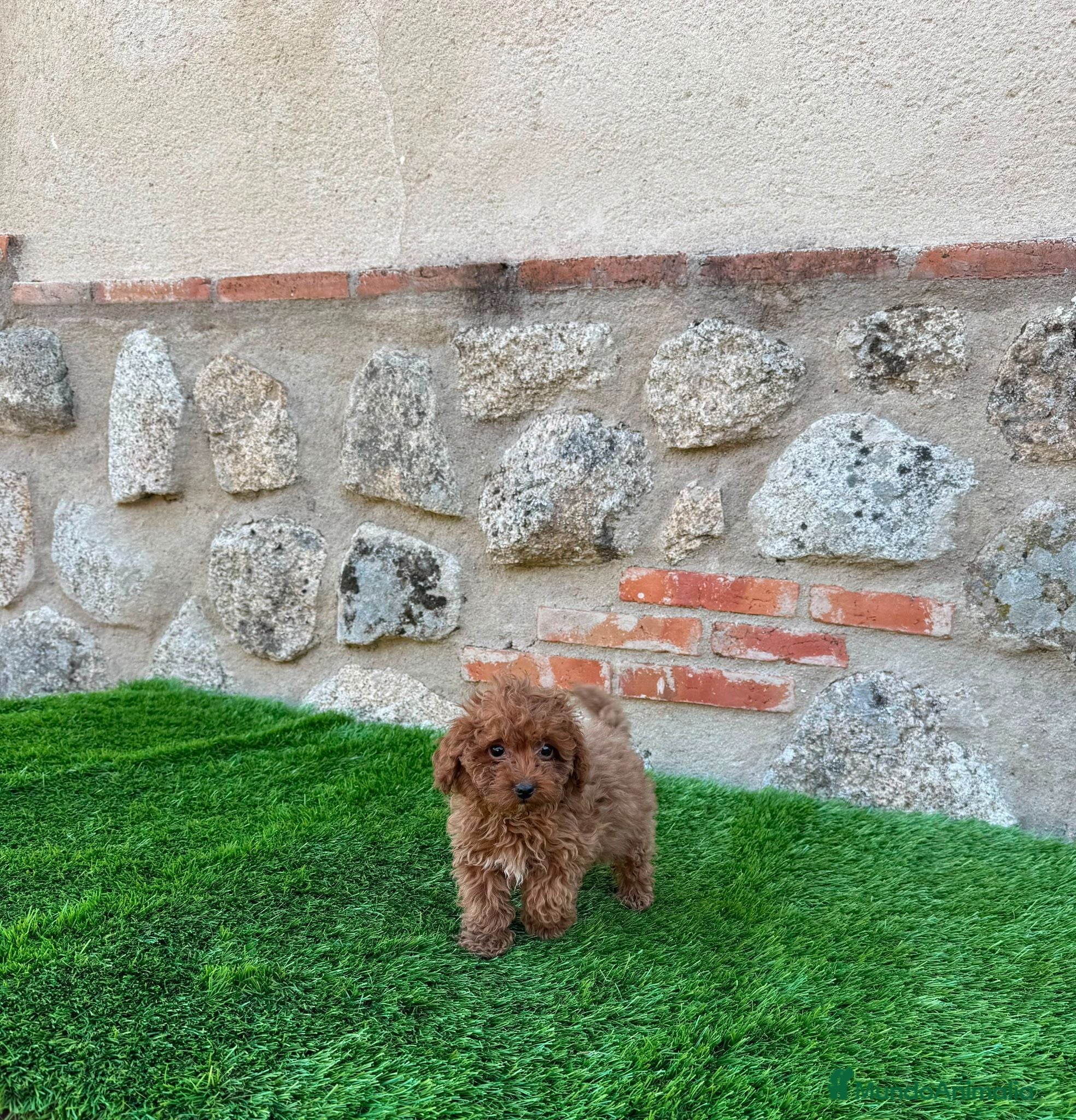 Caniche Toy perros Caniche toy - Anuncio 12