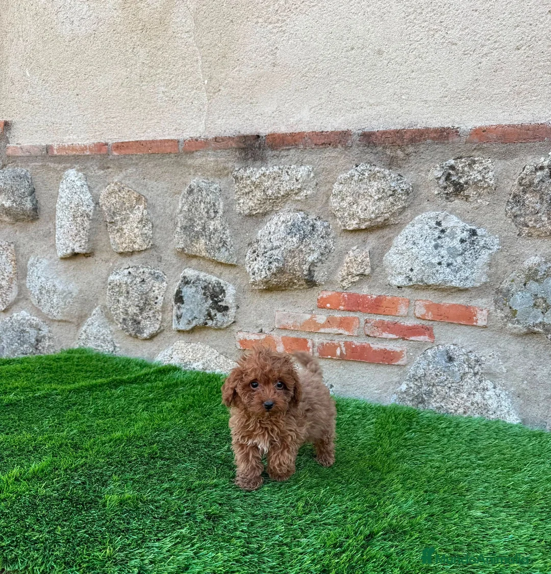 Caniche Toy perros en venta: Caniche toy - Anuncio 2
