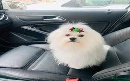 Bichón Maltés perros en venta: Bichón maltes toy - Imagen 3