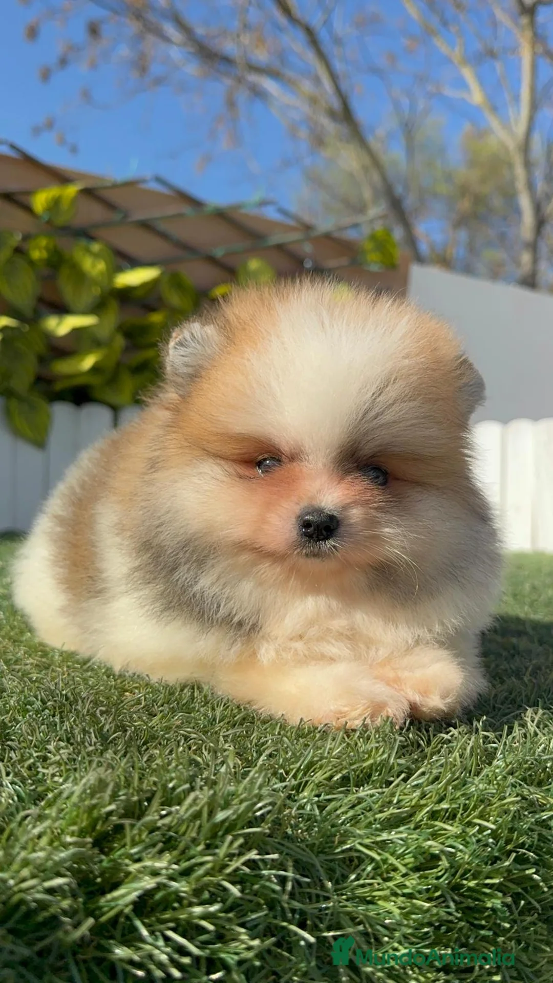 Pomerania perros en venta: POMERANIA MACHO - Anuncio 15