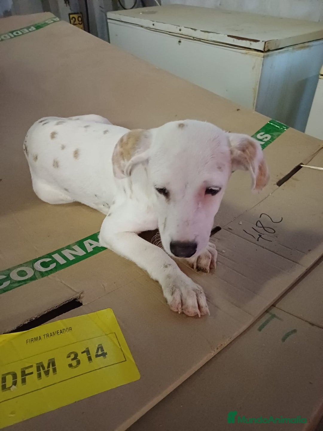 Dálmata perros en venta: Dalmata limón  - Anuncio 2