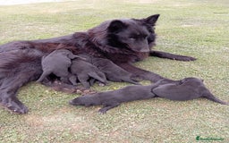 Pastor Belga Groenendael perros en venta: Camada de Pastor Belga Groenendael - Imagen 6