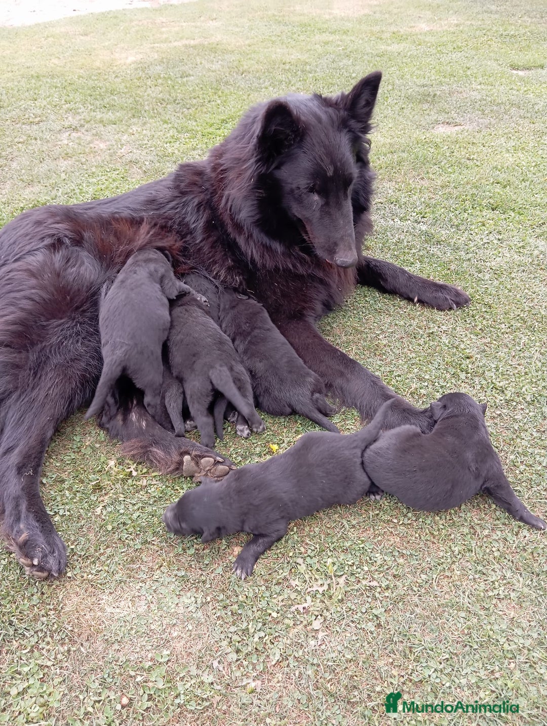 Pastor Belga Groenendael perros en venta: Camada de Pastor Belga Groenendael - Imagen 6