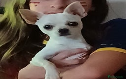 Chihuahua perros para monta: Monta chihuahua - Imagen 2