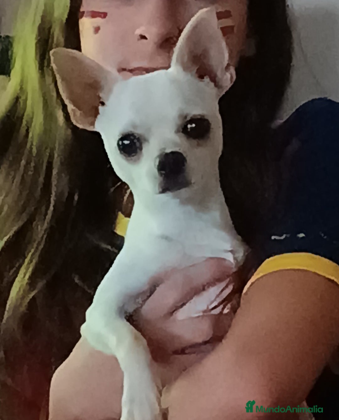 Chihuahua perros para monta: Monta chihuahua - Imagen 2