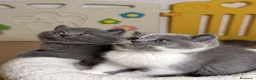 Británico de Pelo Corto Azul gatos en venta: Exclusivos gatitos British Shorthair Blue y Lilac  - Anuncio 2