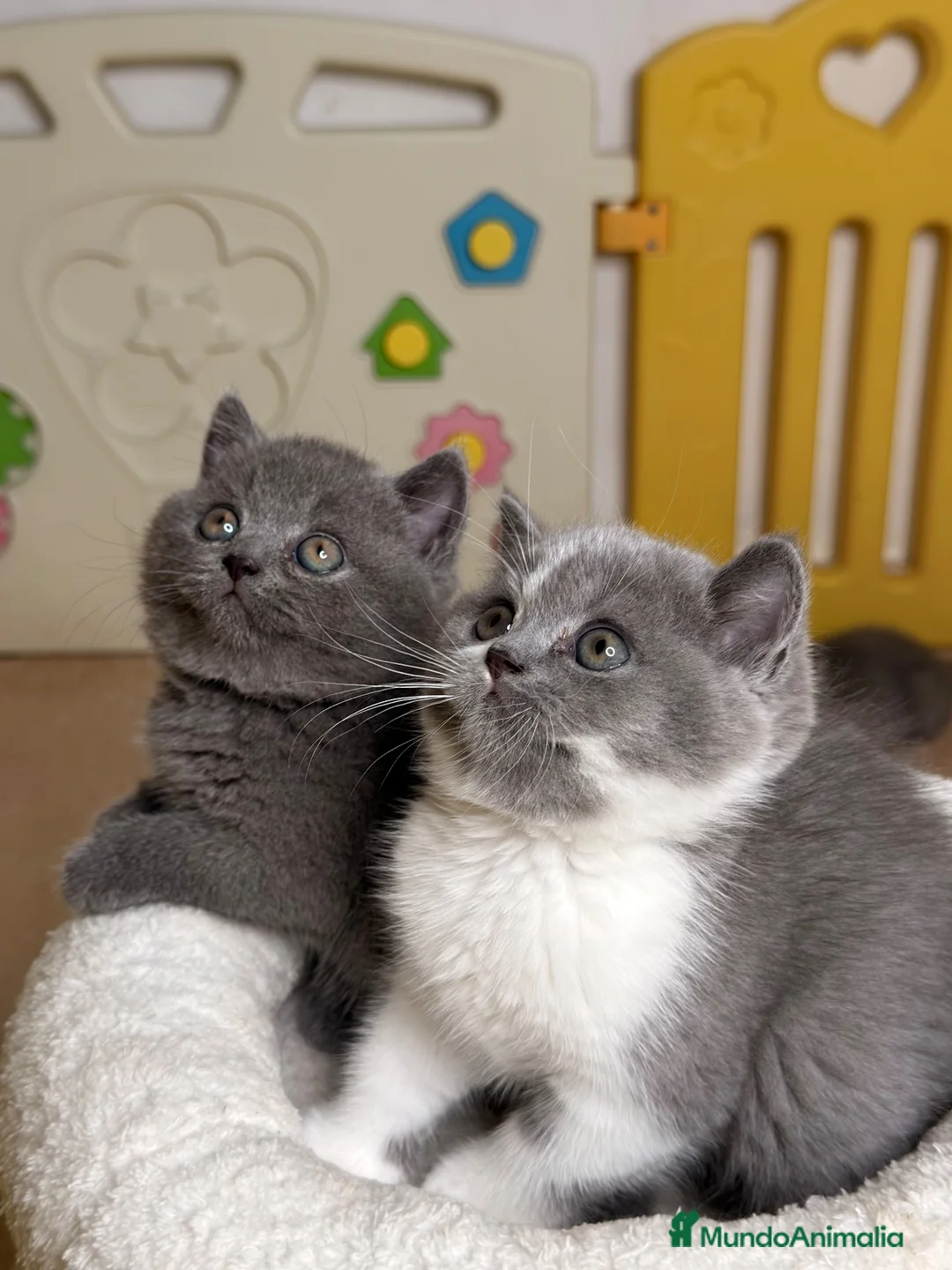 Británico de Pelo Corto Azul gatos en venta: Exclusivos gatitos British Shorthair Blue y Lilac  - Anuncio 2