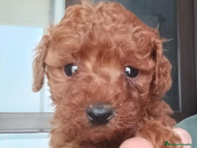 Caniche Toy perros en venta: Canoche toy - Anuncio 1