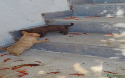 Chihuahua perros en venta: Chihuahua toy - Imagen 3
