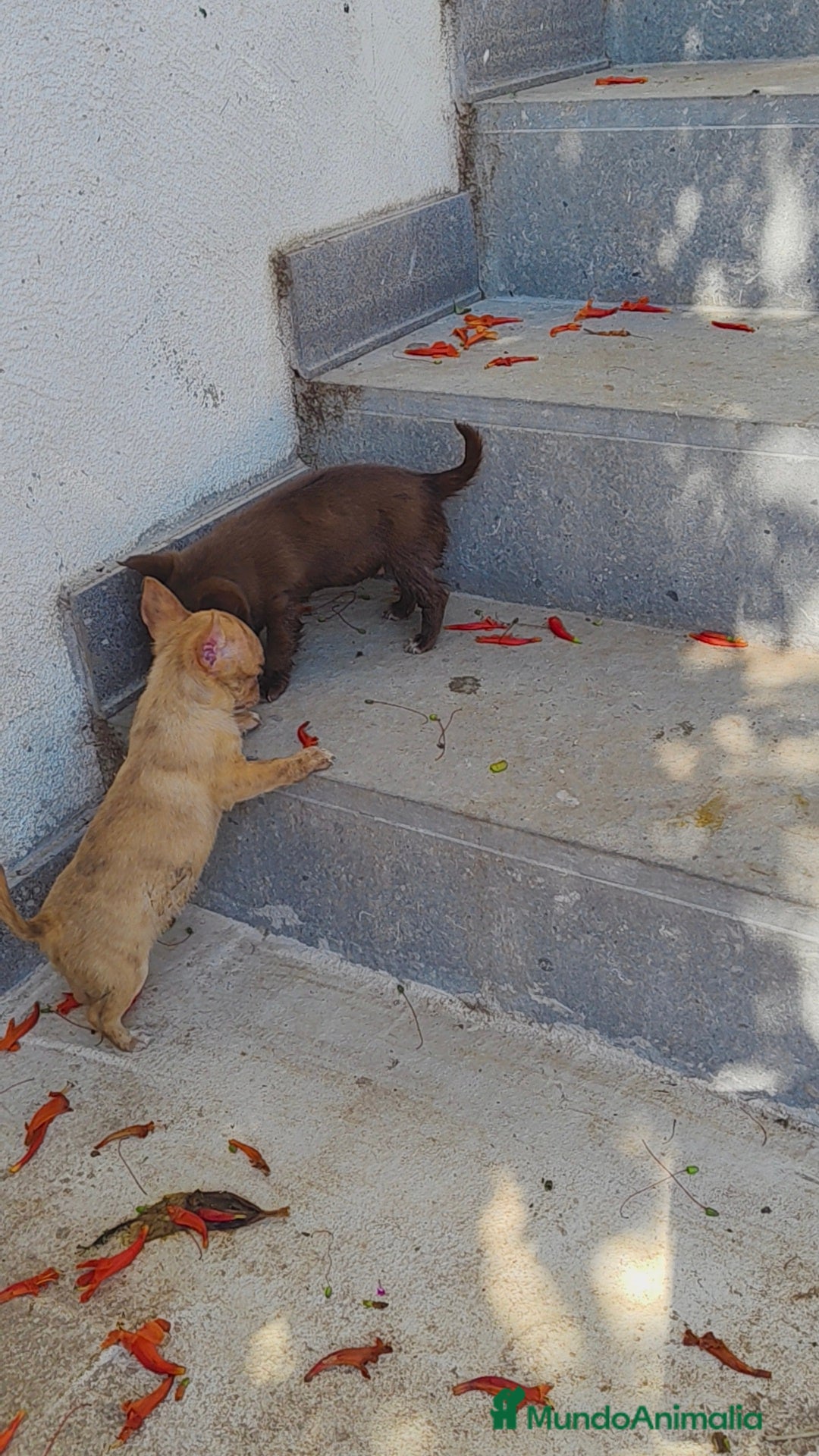 Chihuahua perros en venta: Chihuahua toy - Imagen 3