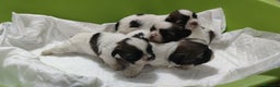 Shih Tzu perros en venta: Shih Tzu de Mumbrafer  - Anuncio 8