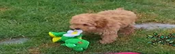 Caniche Enano perros en venta: Cachorros Caniche - Anuncio 4