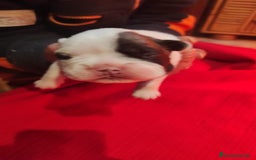 Bulldog Francés perros en venta: Bulldog francés - Imagen 3