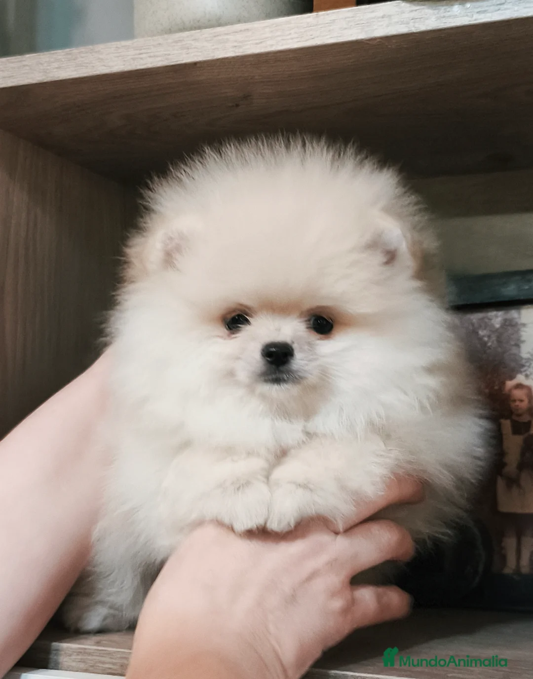 Pomerania perros en venta: Cachorros de línea coreana  - Anuncio 1