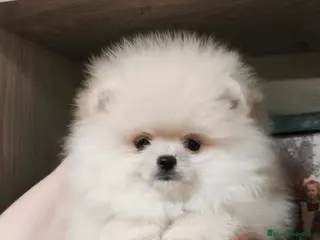 Pomerania perros Cachorros de línea coreana - Anuncio 5
