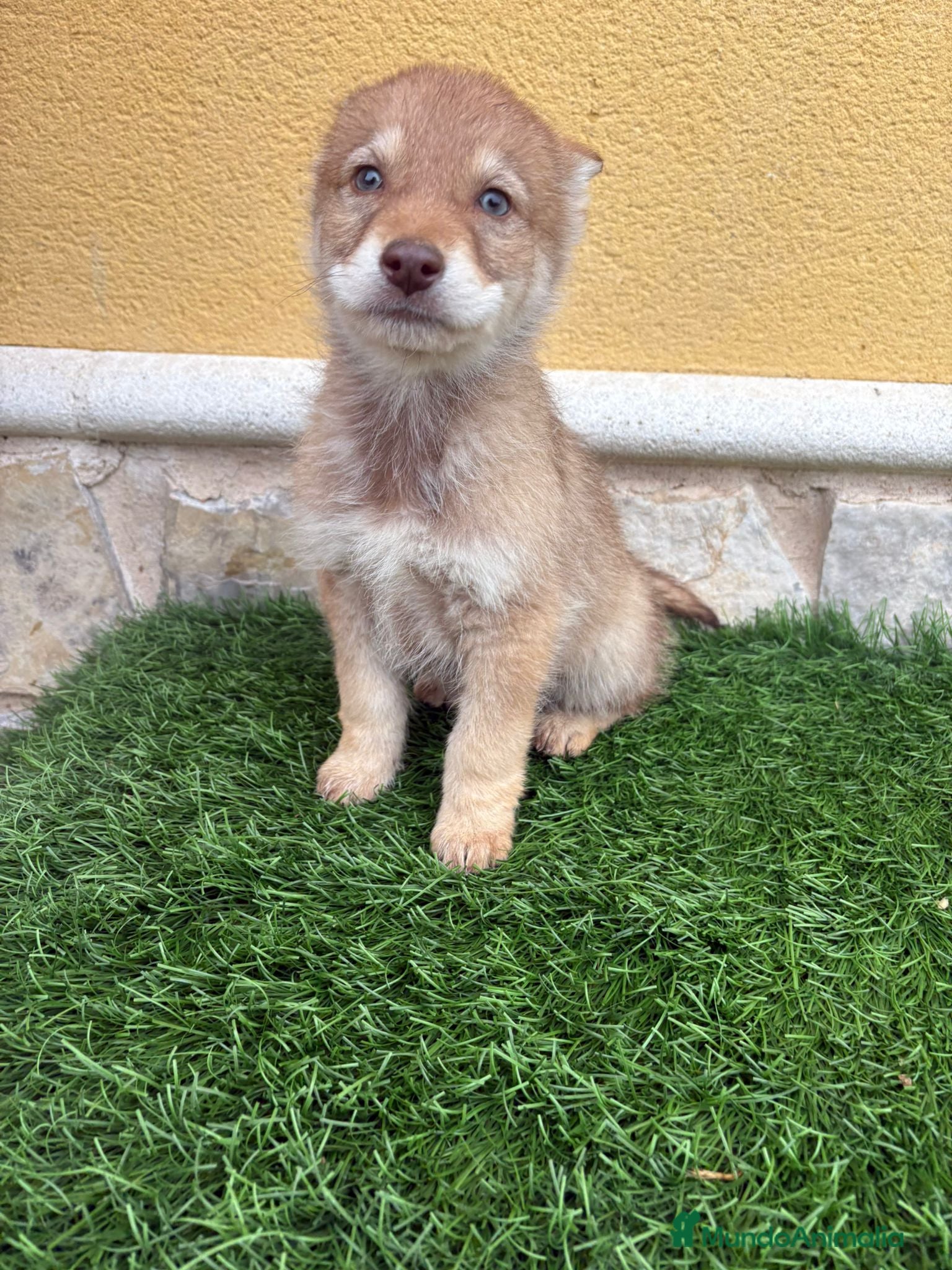 Perro Lobo de Saarloos perros Perro lobo ibérico hembra roja - Anuncio 1