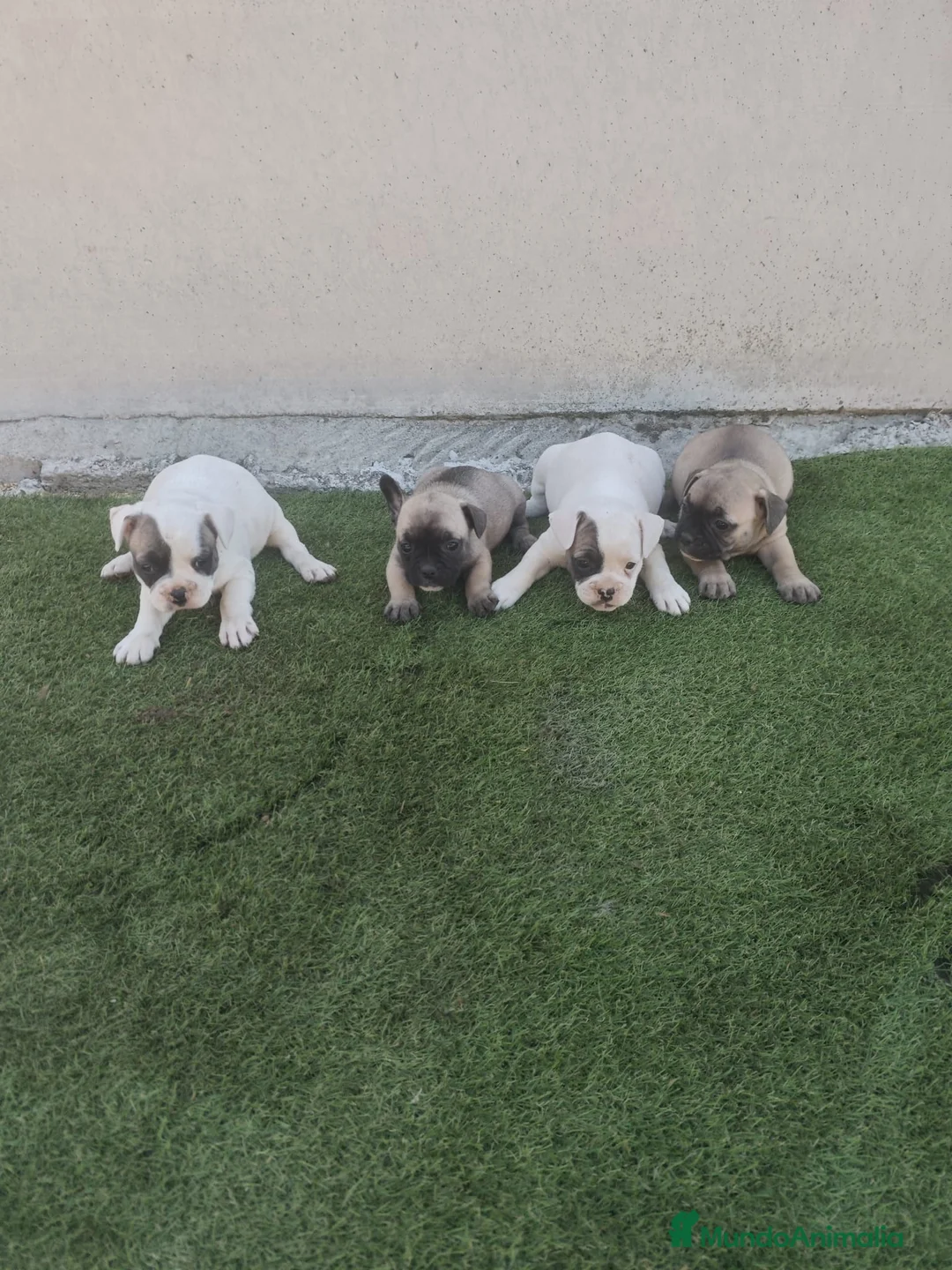 Bulldog Francés perros en venta: Bulldog francés 🐶🐾 en Málaga - Anuncio 2