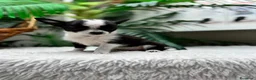 Chihuahua perros en venta: CHIHUAHUA - HEMBRA - Anuncio 4