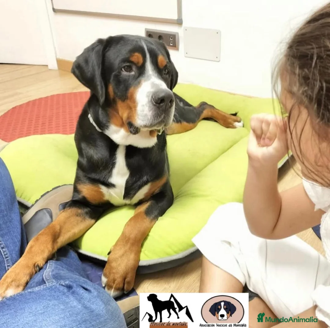 Gran Boyero Suizo perros en venta: Representantes del GRAN BOYERO SUIZO en España - Anuncio 6