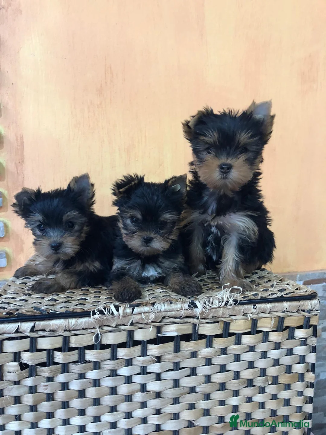 Yorkshire Terrier perros en venta: Yorkshire terrier miniatura  - Anuncio 4