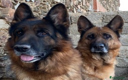 Pastor Alemán perros en venta: Cachorros de pastor alemán  en Salamanca - Imagen 28