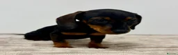 Teckel Miniatura perros en venta: Teckel miniatura - Anuncio 2