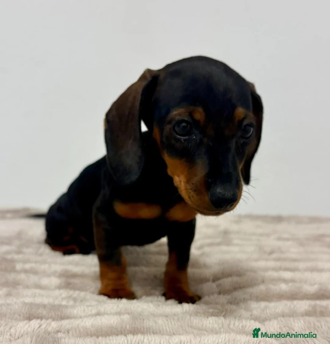 Teckel Miniatura perros en venta: Teckel miniatura - Anuncio 2