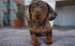 Teckel perros en venta: 🤎 Kodat, Byron y Curry – Teckel miniatura  🐾 - Imagen 3
