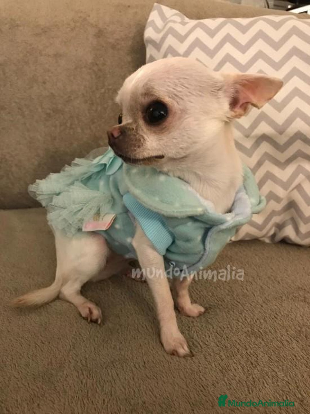 Imagen de galería {{count}}