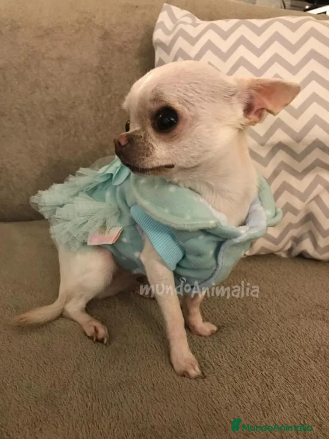 Imagen de galería {{count}}