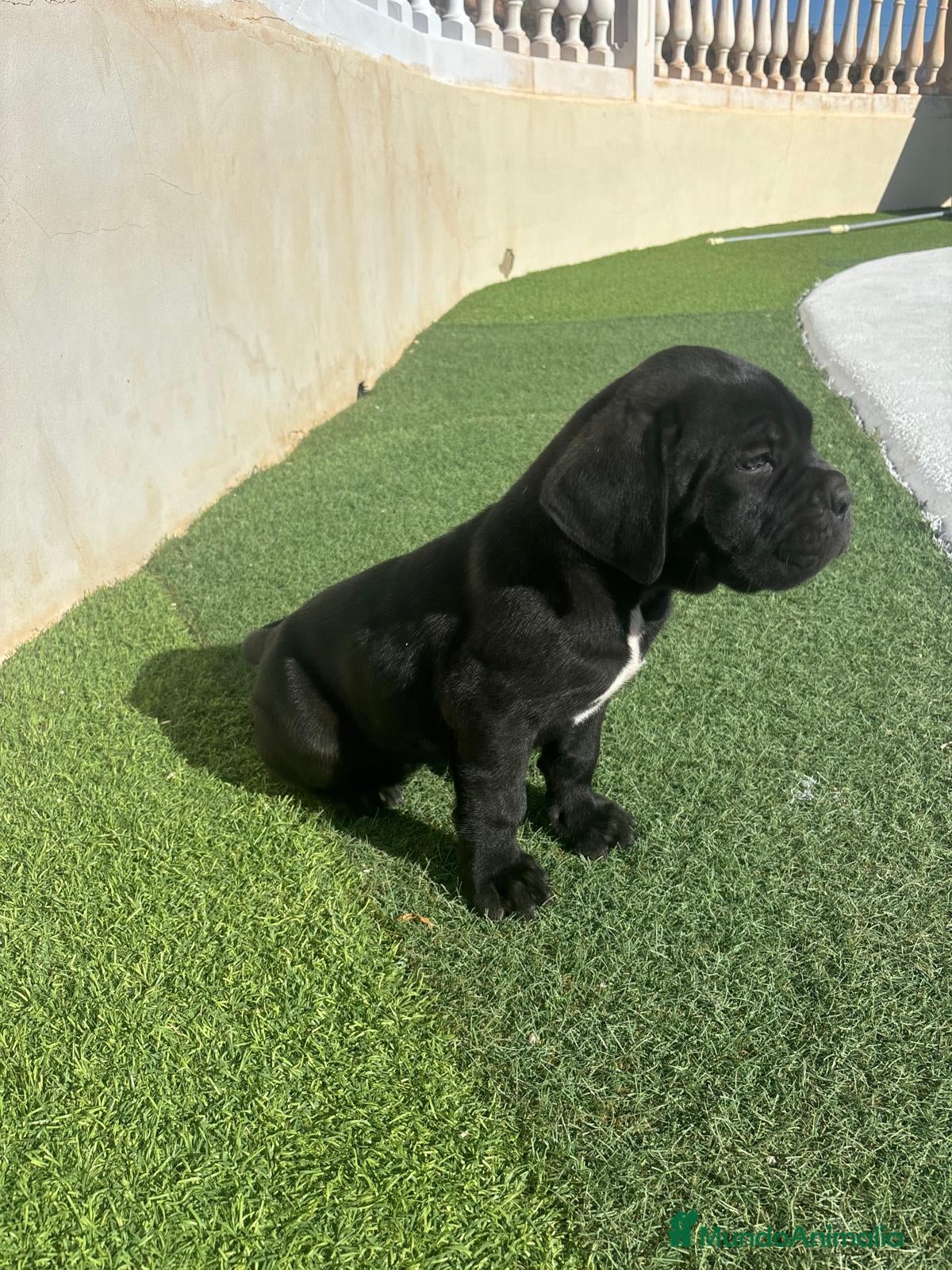 Cane Corso perros Cane Corso  - Anuncio 6