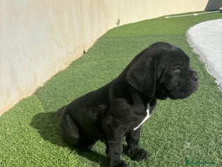 Cane Corso perros Cane Corso - Anuncio 5