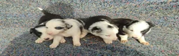 Border Collie perros en venta: Border collie  - Anuncio 9