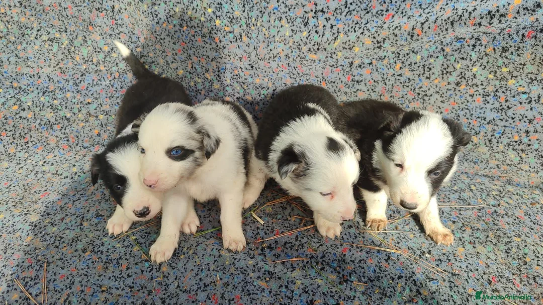 Border Collie perros en venta: Border collie  - Anuncio 9