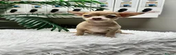 Chihuahua perros en venta: CHIHUAHUA - Anuncio 3