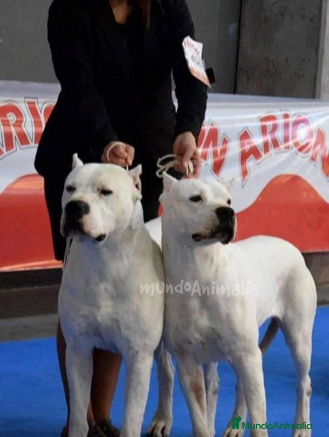 Imagen de galería {{count}}