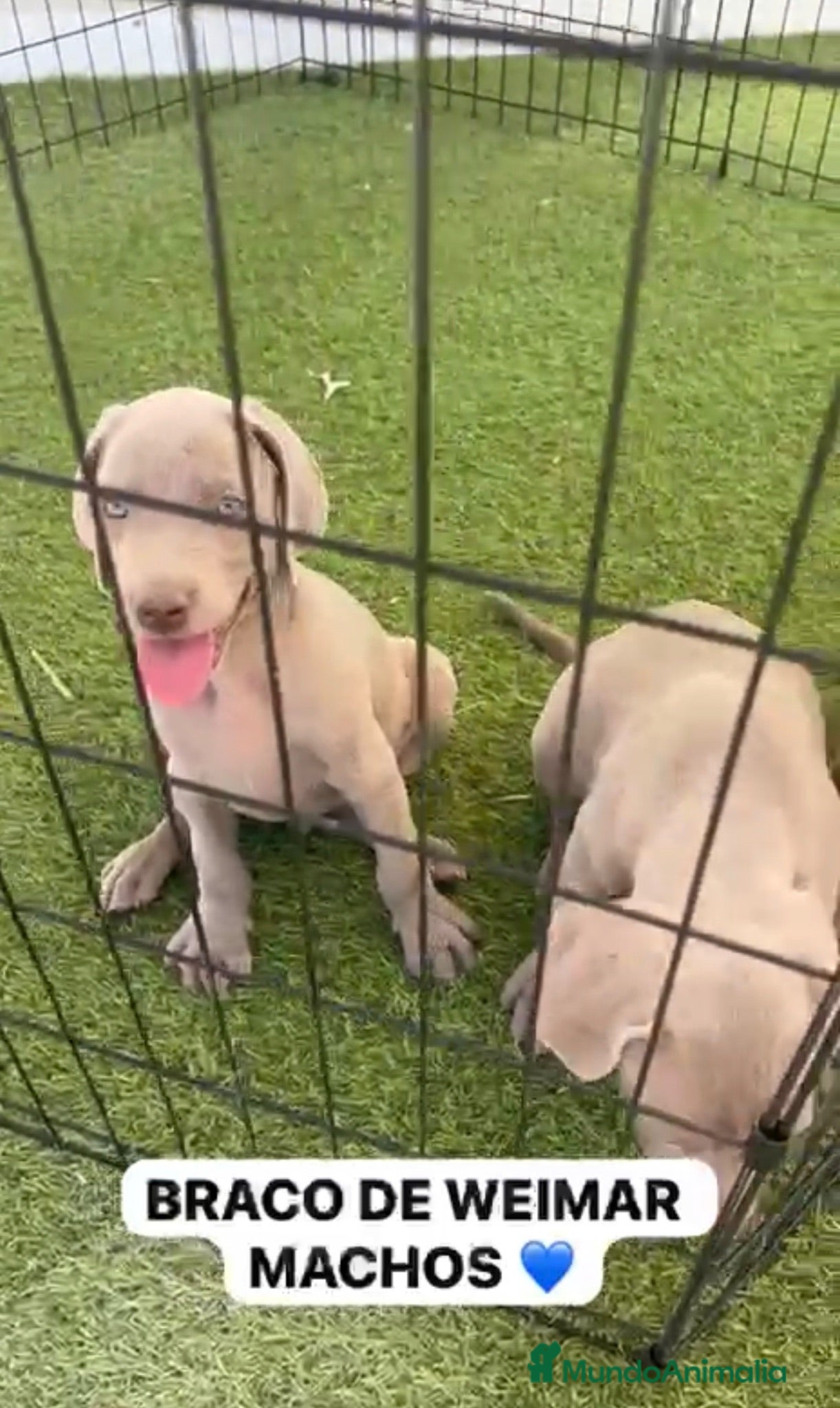 Weimaraner perros CACHORROS DE BRACO DE WEIMAR  - Anuncio 2