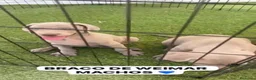 Weimaraner perros en venta: CACHORROS DE BRACO DE WEIMAR  - Anuncio 1