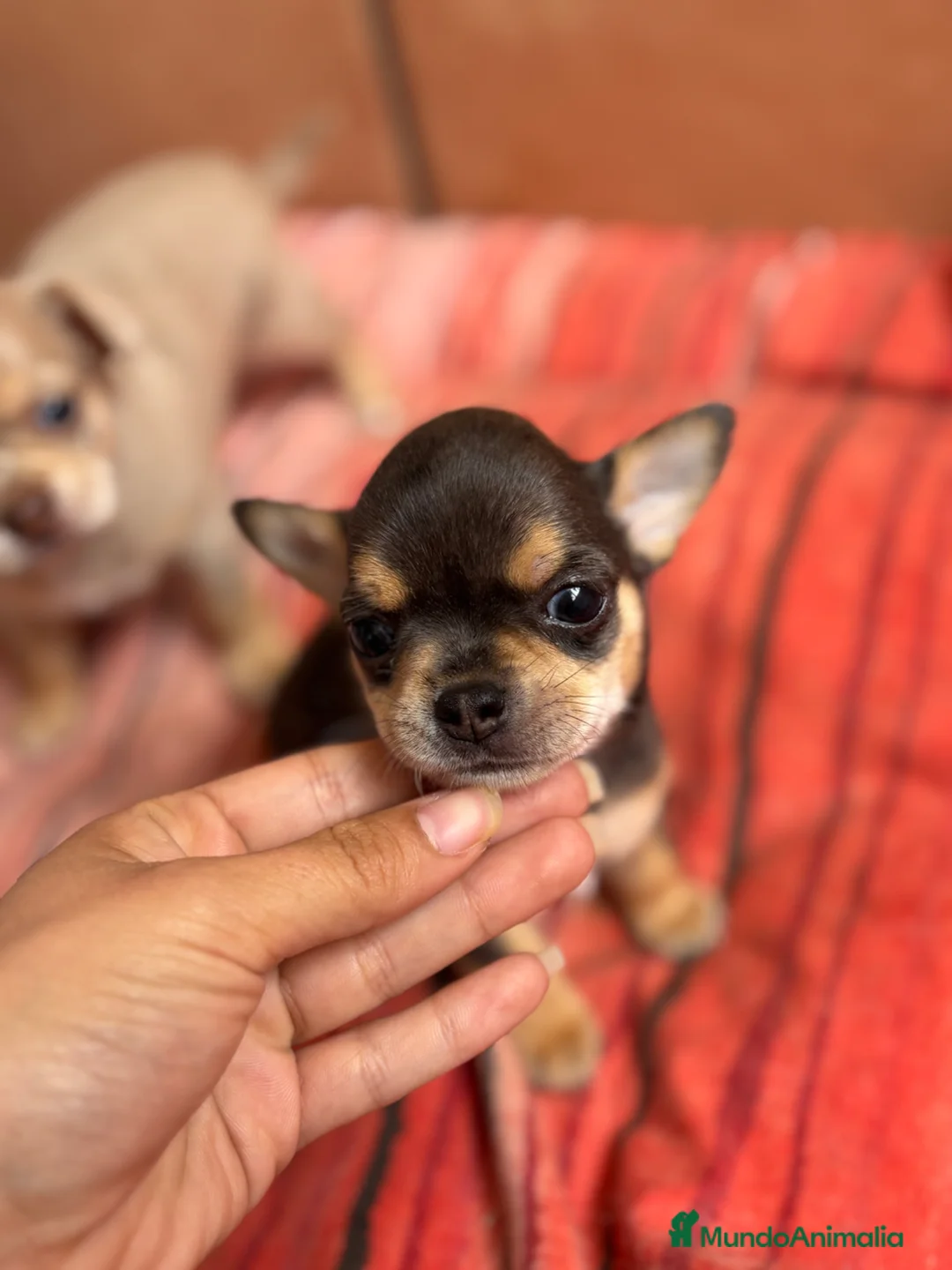 Chihuahua perros en venta: Chihuahua macho Bluemerle🩵🐾🐶 - Anuncio 2