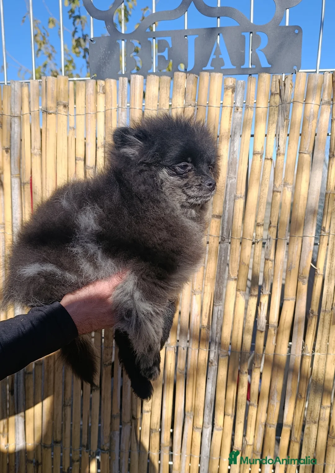 Pomerania perros en venta: Pomerania merle MACHO - Anuncio 5