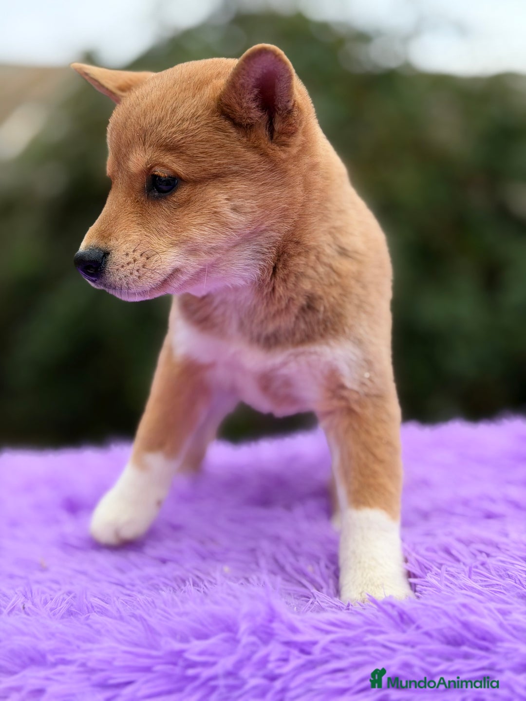 Shiba Inu perros en venta: Shiba Inu roja  - Anuncio 5