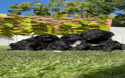 Caniche Toy perros en venta: CANICHE TOY - Imagen 8