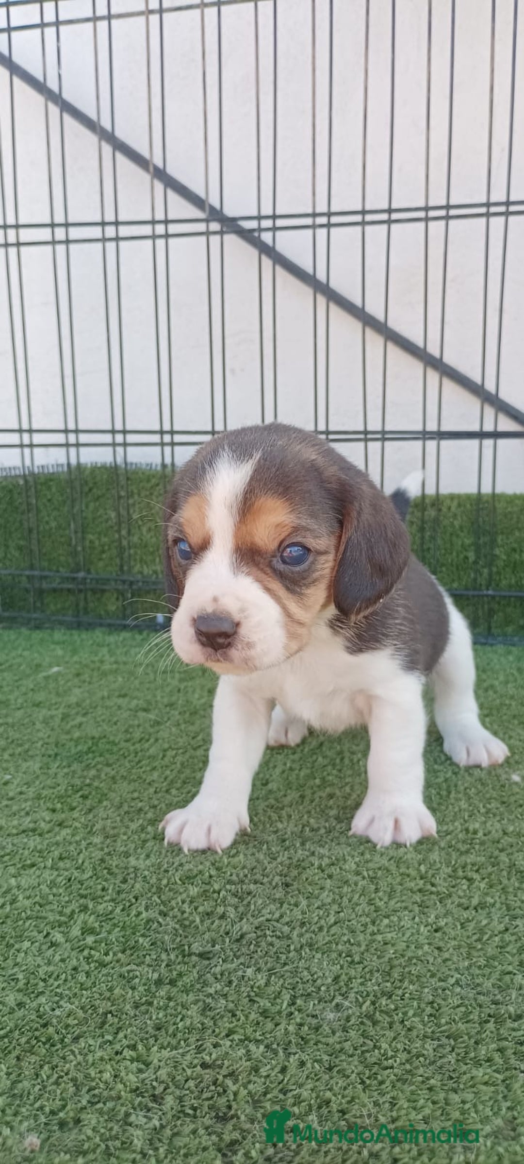 Beagle perros en venta: BEAGLE - Anuncio 1