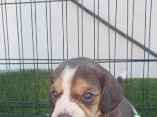 Beagle perros BEAGLE - Anuncio 4