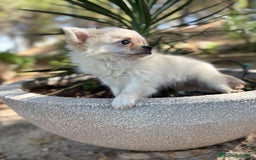 Chihuahua perros en venta: Chihuahua de pelo largo  - Imagen 8