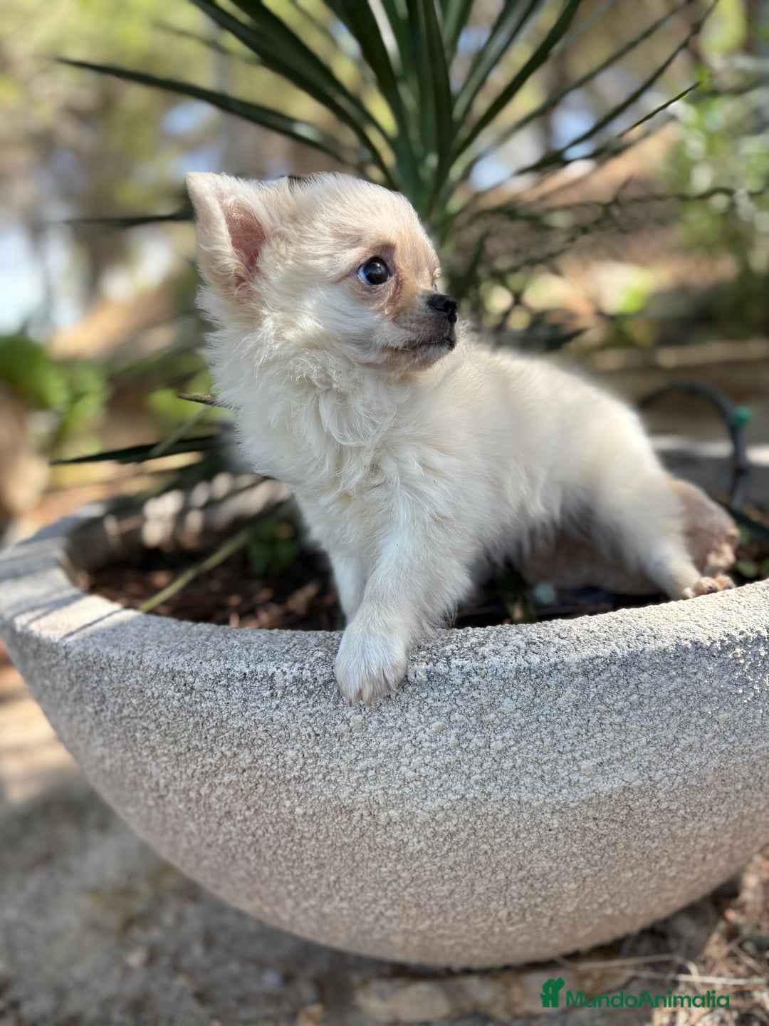 Chihuahua perros en venta: Chihuahua de pelo largo  - Imagen 8