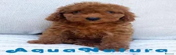 Caniche Enano perros en venta: Caniche Hembra de Barbie 6146 - AQUANATURA en Barcelona - Anuncio 4