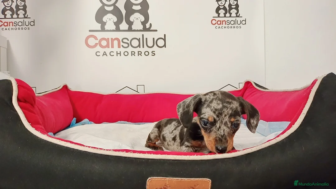 Teckel perros en venta: Teckel pequeño - Anuncio 2