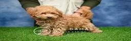 Caniche Enano perros en venta: Caniche Enano - Anuncio 1